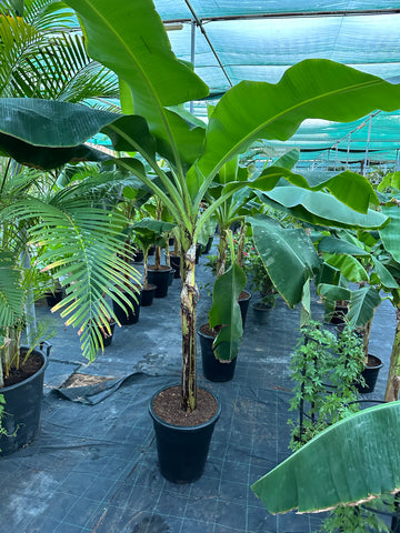 Banana Plant